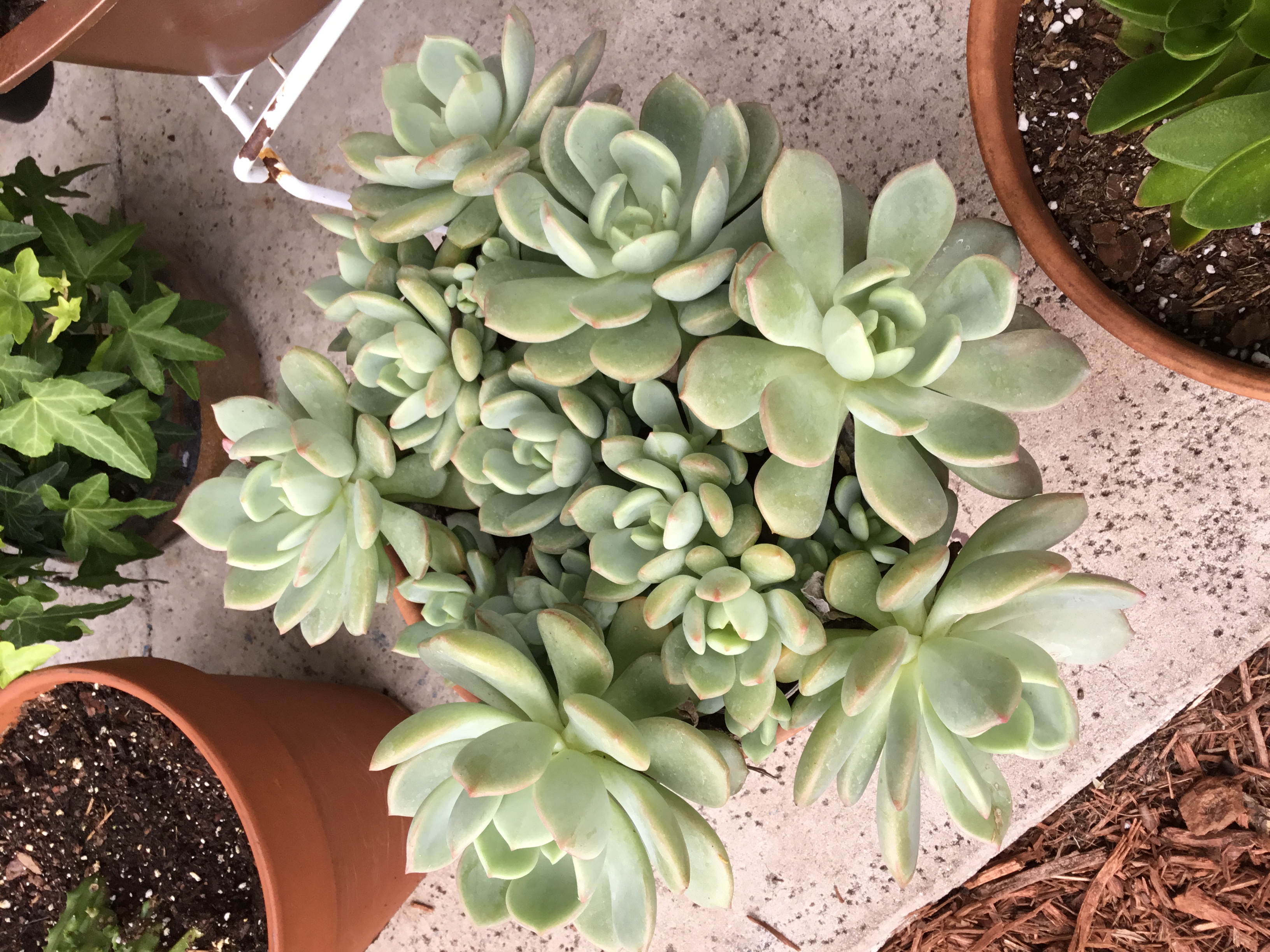 Echeveria prolifica.jpg